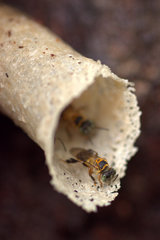 Lepidotrigona terminata