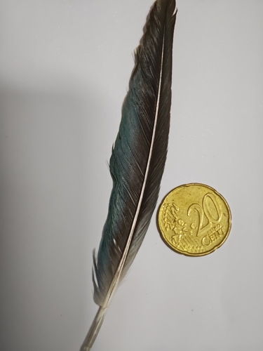 Plume de Conure veuve