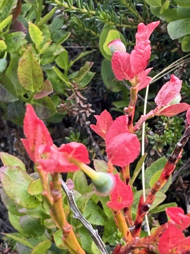 common bilberry