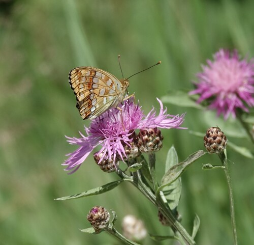 High Brown Fritillary