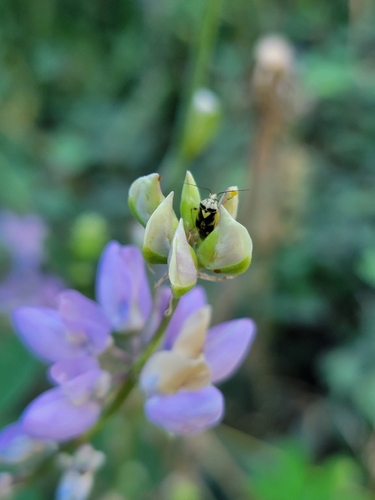iNaturalist observation photo of True Bugs
