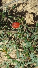 Micrantheum ericoides