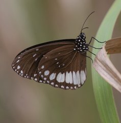 Euploea eichhorni