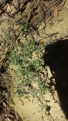 Micrantheum ericoides