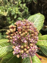 Hydrangea arguta
