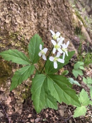 Cardamine diphylla