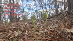 Pterostylis ampliata