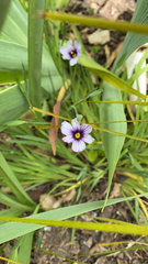 Sisyrinchium