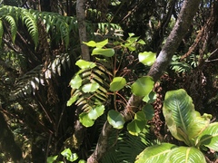 Cheirodendron platyphyllum