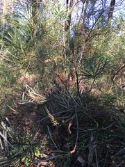 Banksia spinulosa
