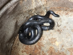 Lampropeltis micropholis