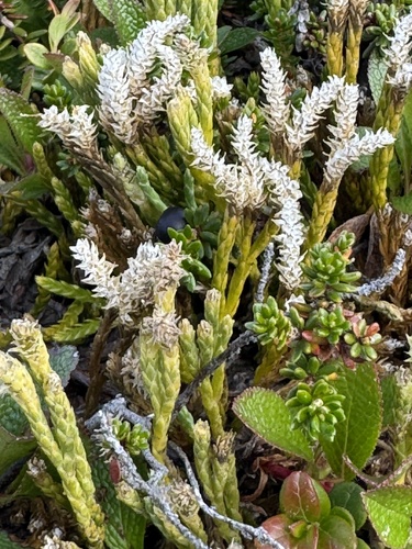 alpine clubmoss