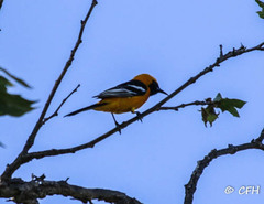 Icterus cucullatus