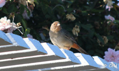 Melozone crissalis