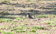 Sialia mexicana