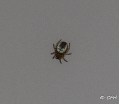 Araneae