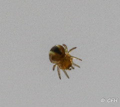 Araneae