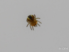 Araneae