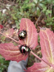 Poecilocoris interruptus