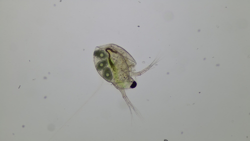 Ceriodaphnia reticulata