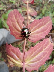 Poecilocoris interruptus