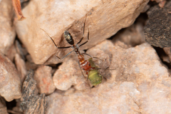 Iridomyrmex rubriceps
