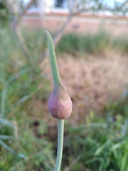 Allium porrum