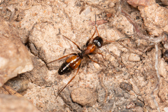 Opisthopsis pictus lepidus