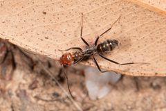 Iridomyrmex rubriceps