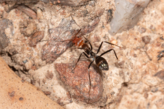 Iridomyrmex rubriceps