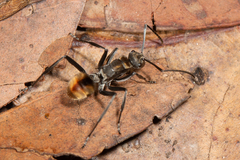 Polyrhachis brisbanensis