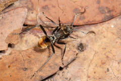 Polyrhachis brisbanensis