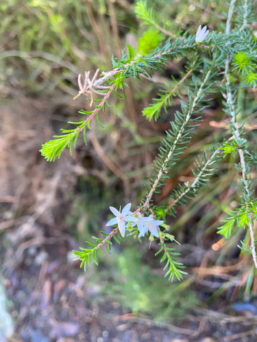Calytrix alpestris