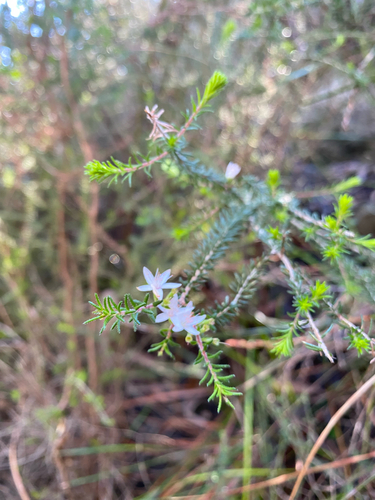 Calytrix alpestris, photograph 2