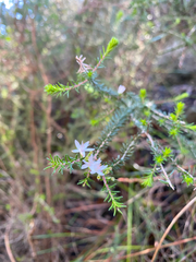 (c) krumpianking, some rights reserved (CC BY) Calytrix alpestris, photograph (c) krumpianking, some rights reserved (CC BY)