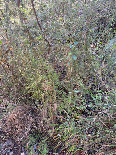 Calytrix alpestris, photograph 3
