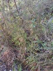 (c) krumpianking, some rights reserved (CC BY) Calytrix alpestris, photograph (c) krumpianking, some rights reserved (CC BY)