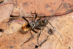 Polyrhachis brisbanensis