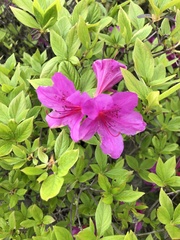 Rhododendron lapponicum