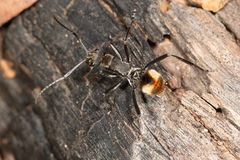 Polyrhachis brisbanensis