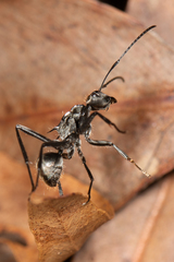 Polyrhachis brisbanensis