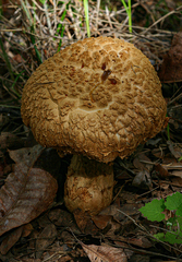 Veloporphyrellus africanus