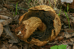 Veloporphyrellus africanus