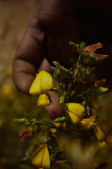Crotalaria paniculata