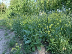 Rhamphospermum nigrum