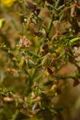 Crotalaria paniculata