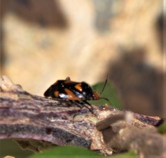 Deraeocoris schach