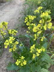 Rhamphospermum nigrum