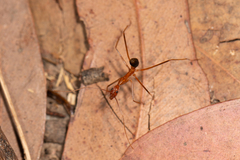 Leptomyrmex rufipes