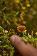 Crotalaria paniculata